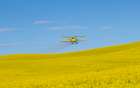 USA, Idaho. Yellow crop duster spraying over canola field Art Print